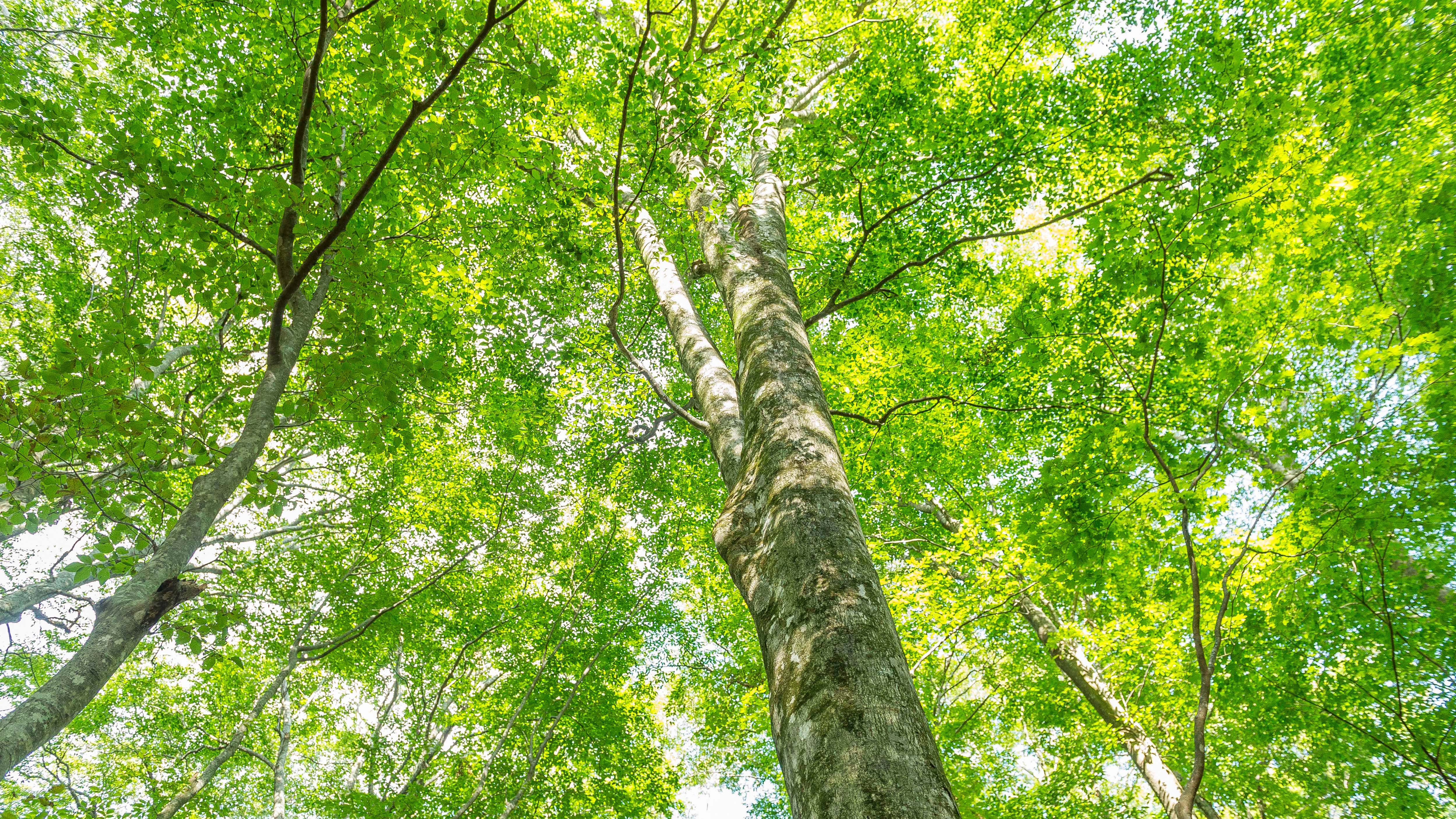 もやハイツは自然に囲まれていて勉強に集中できる